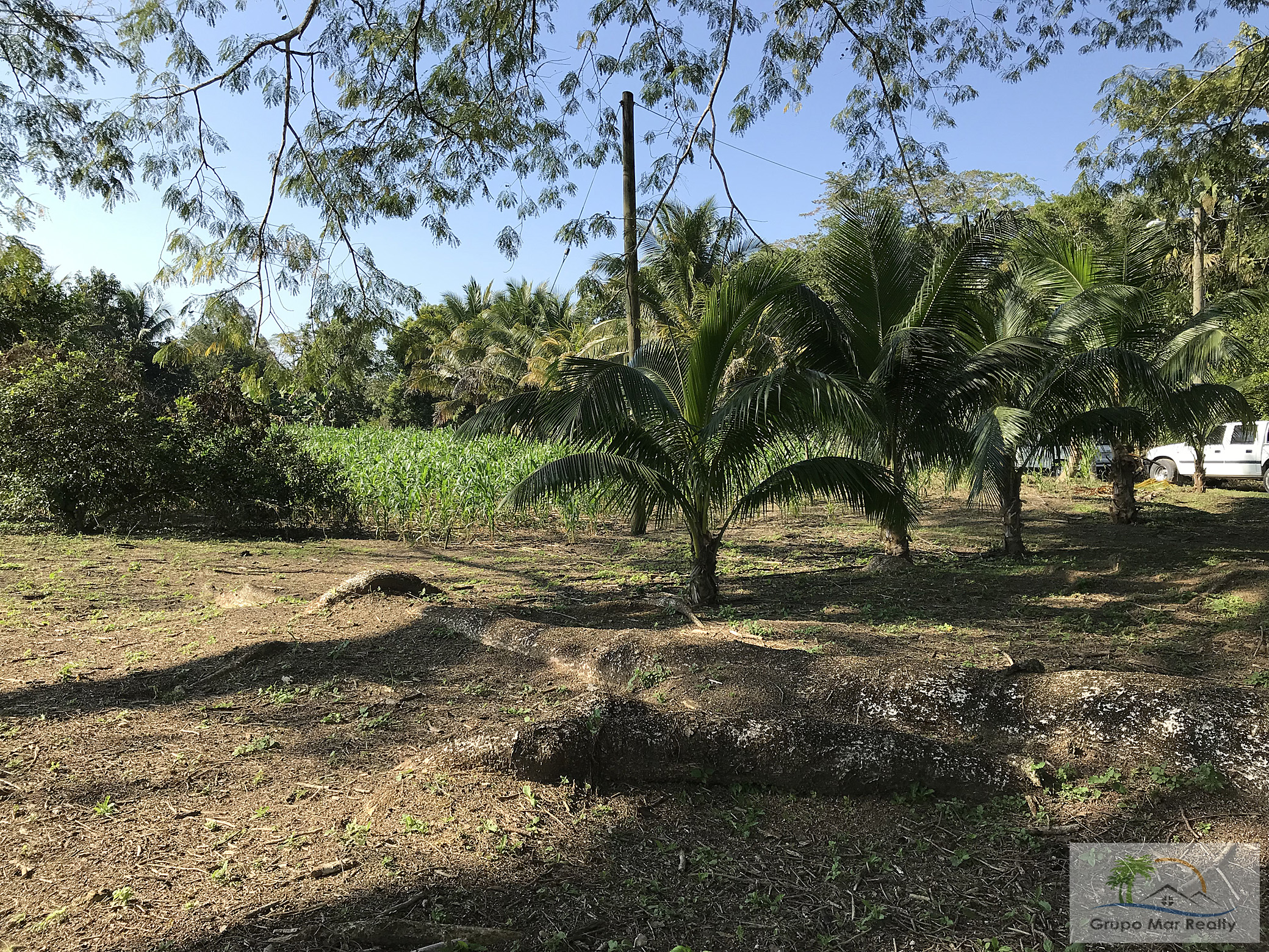 Coconut trees