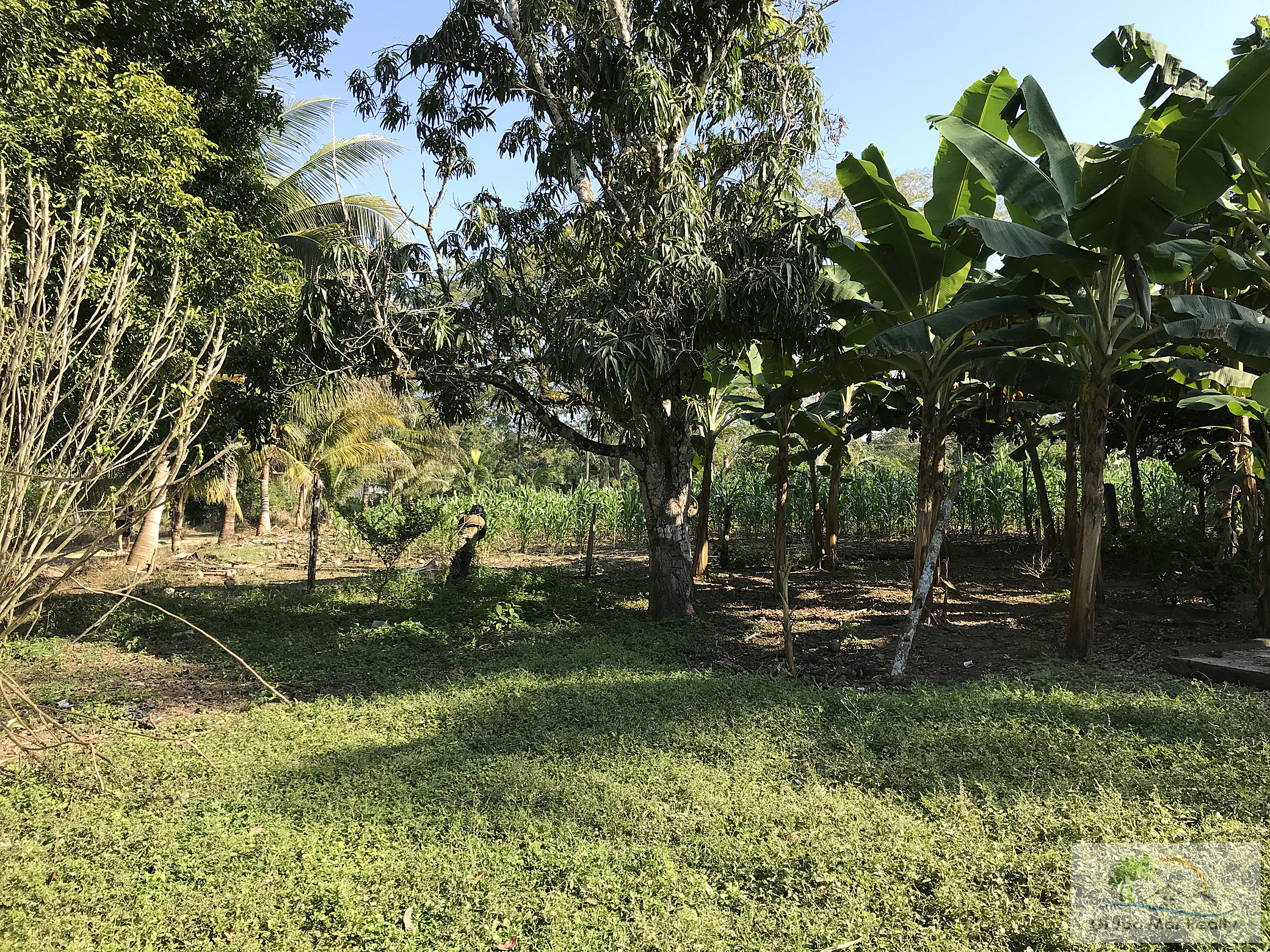 Fruit trees