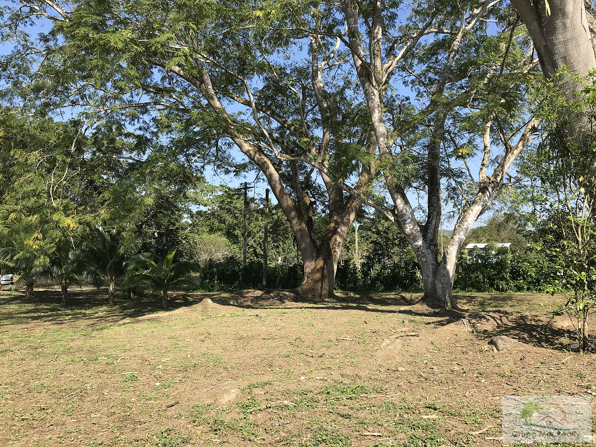 Shade trees