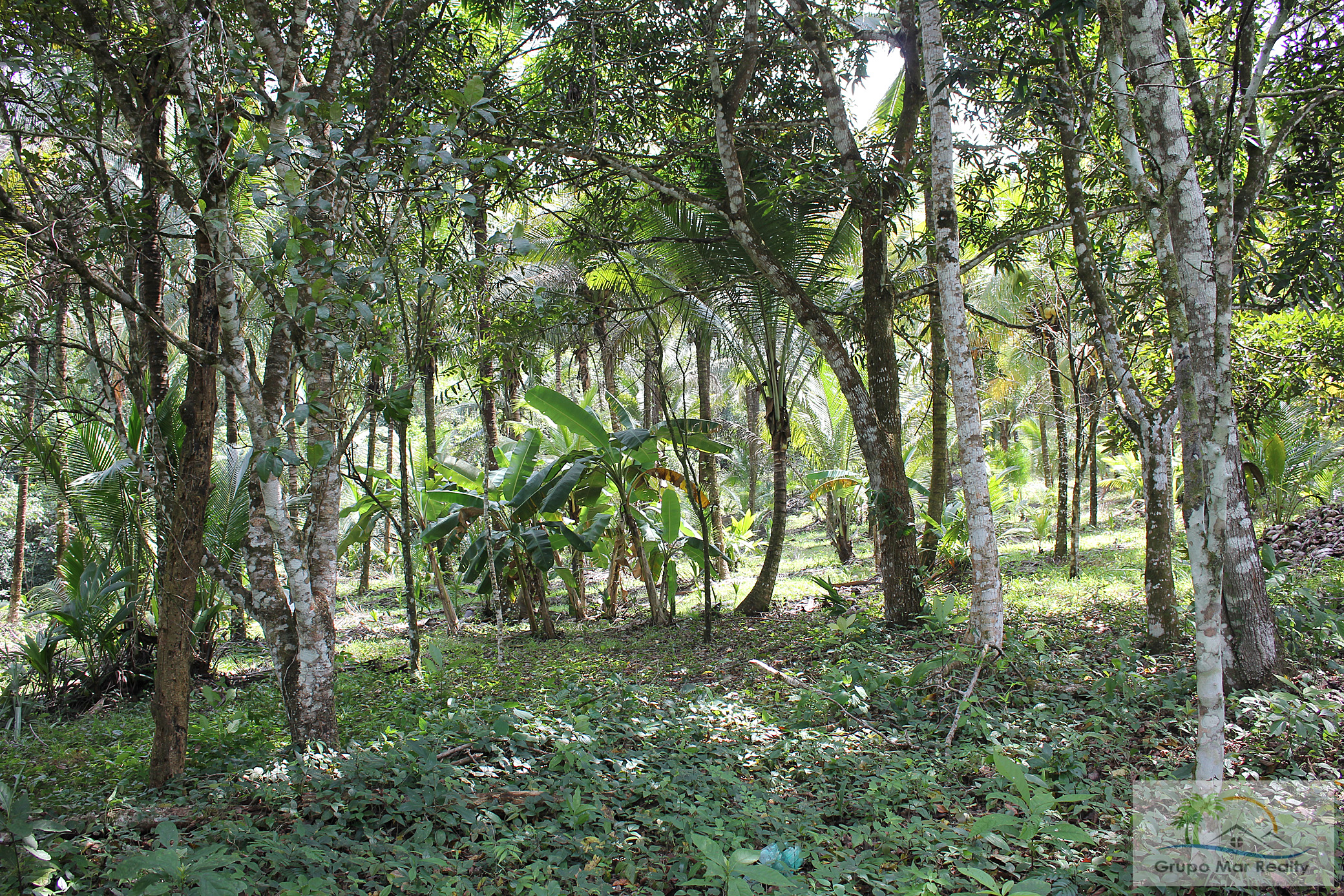 Plantain trees