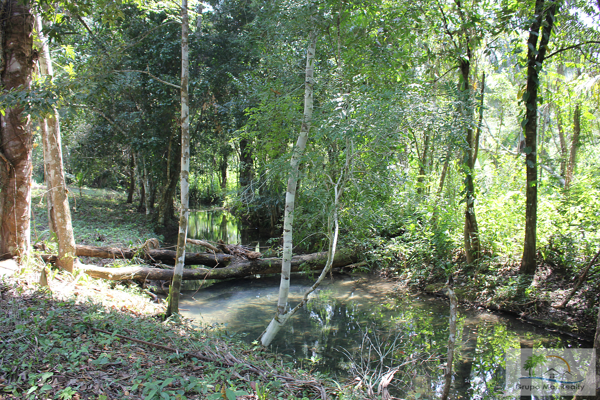 Creek and shade trees