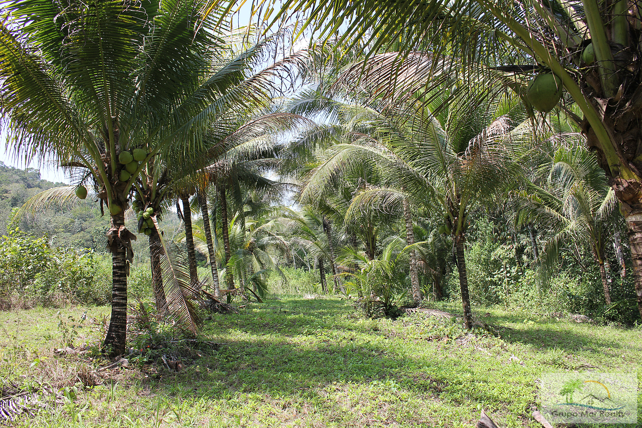 Coconut trees