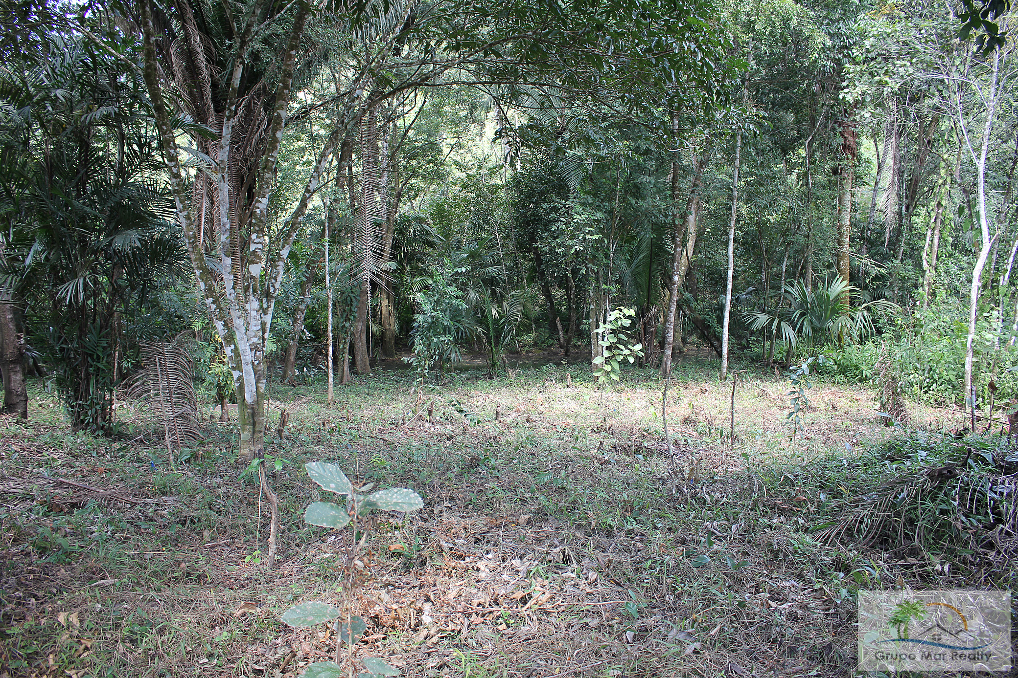 Coffee plants