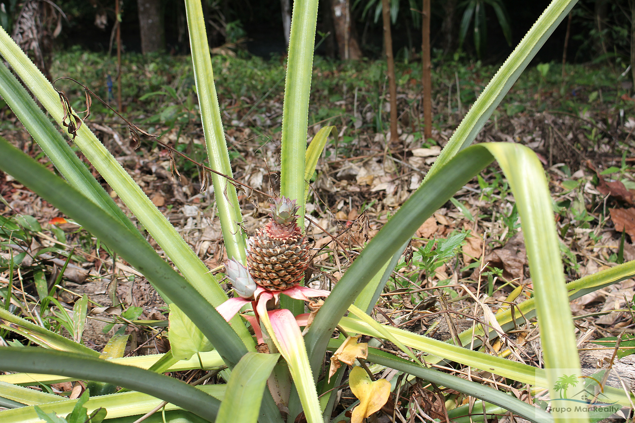 Pineapple plants