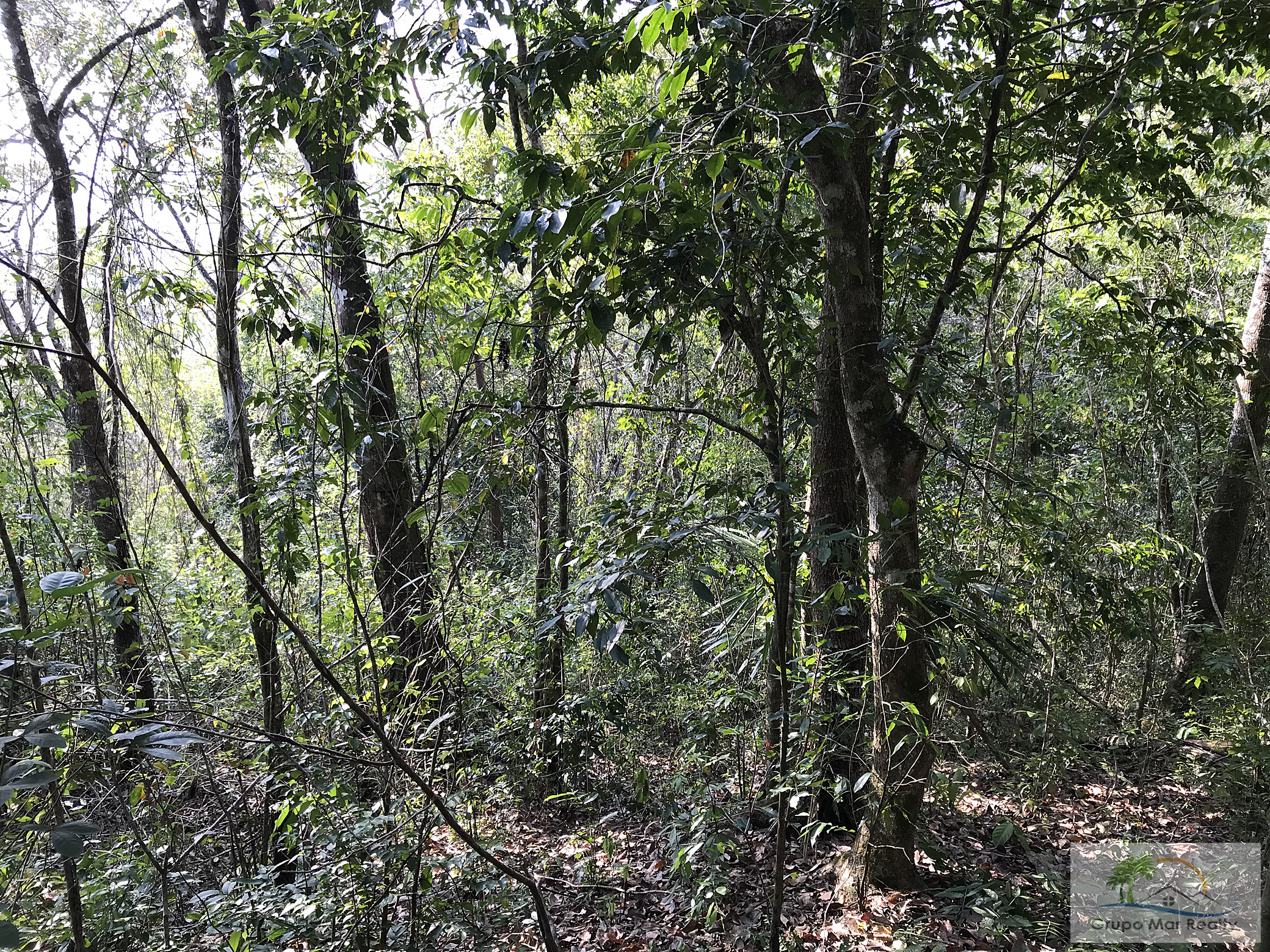 Shade trees