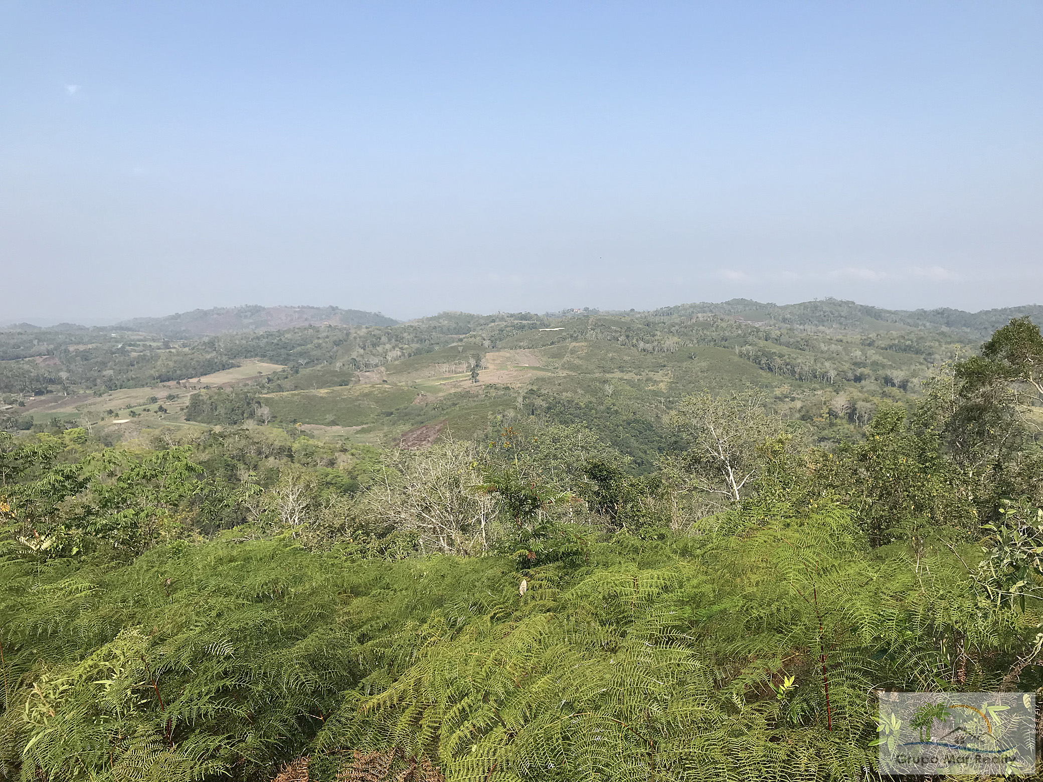 View of jungle