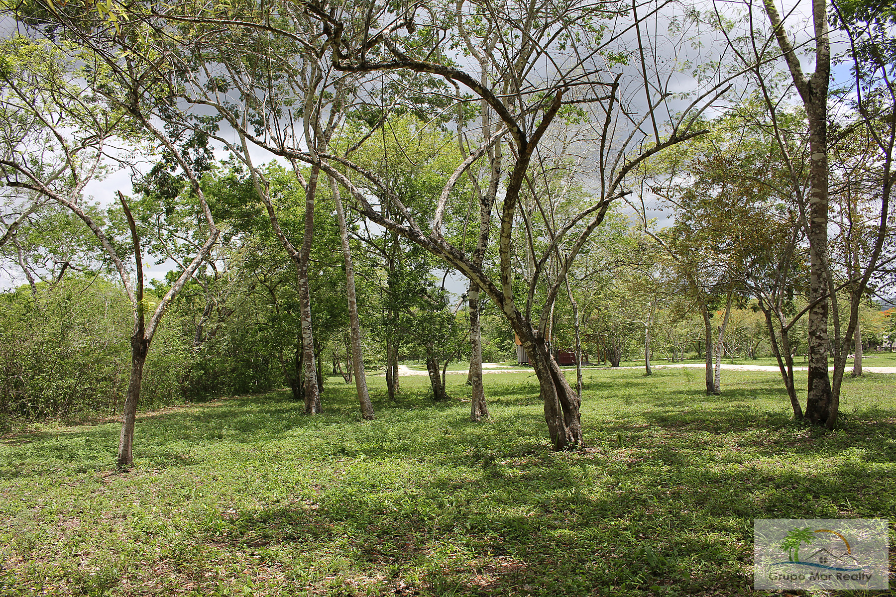 Shade trees