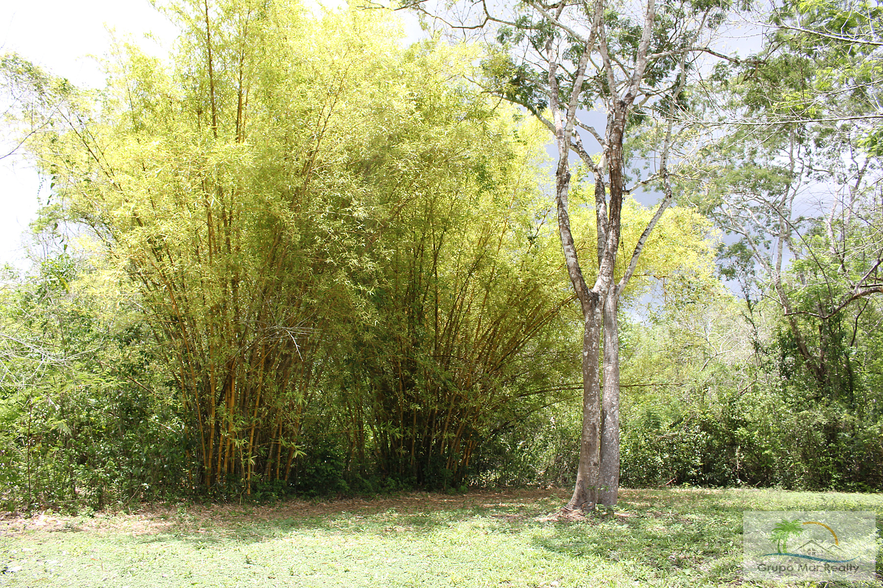 Bamboo trees